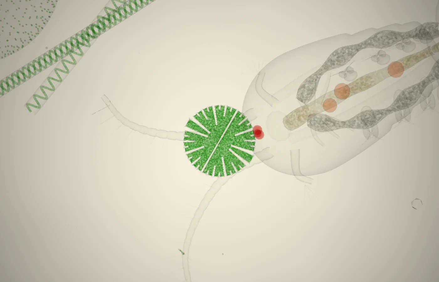A green Micrasterias desmid, shaped like a cut paper snowflake, lying among spiral algal filaments and smaller cells under brightfield light. In-game render.